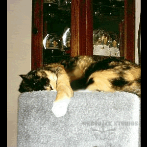 SQUEEKERS.gif image by webquacks