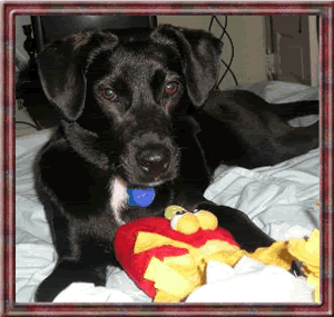 black_lab.gif image by webquacks