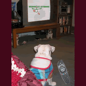 lulabelle.gif image by webquacks