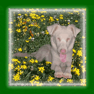 purity_spring.gif image by webquacks