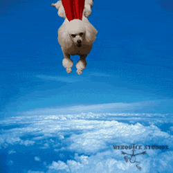 superdog.gif image by webquacks