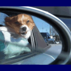 windblown.gif image by webquacks
