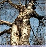 Woman_Tree.jpg image by asstitty